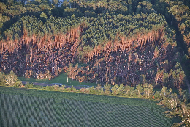 tree damage