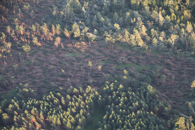 tree blowdown