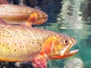 USGS TroutCast