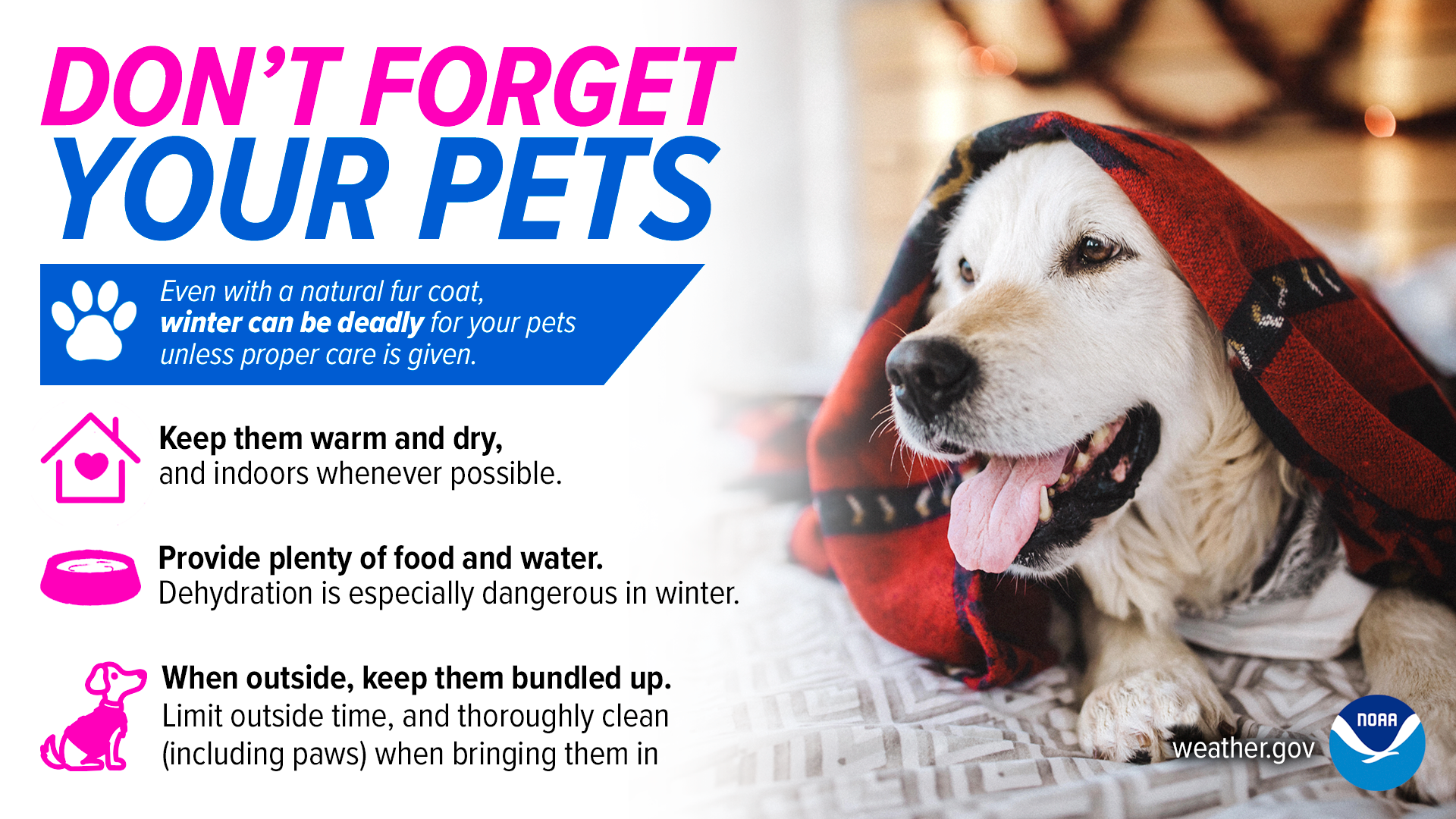 Donâ€™t forget your pets! Even with a natural fur coat, winter can be deadly for your pets unless proper care is given. Keep them warm and dry, and indoors whenever possible. Provide plenty of food and water. Dehydration is especially dangerous in winter. When outside, keep them bundled up. Limit outside time, and thoroughly clean, including paws, when bringing them in.