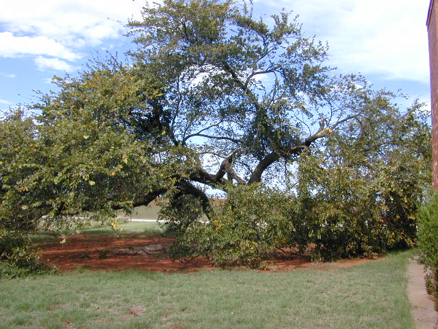 Tornado