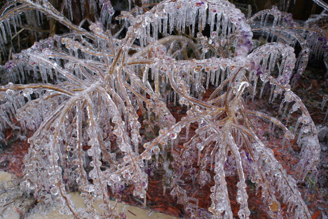 Ice Storm Photo