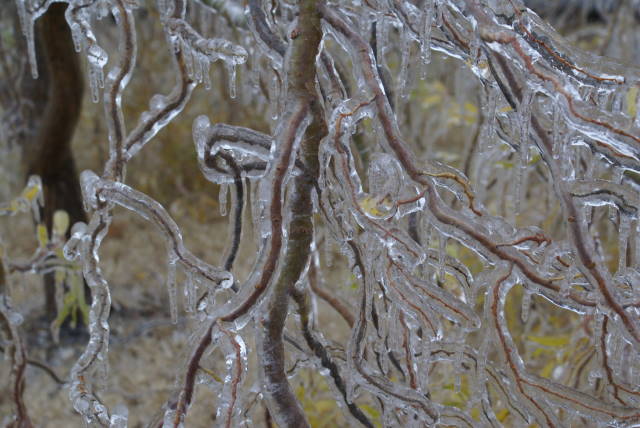 Ice Storm Photo