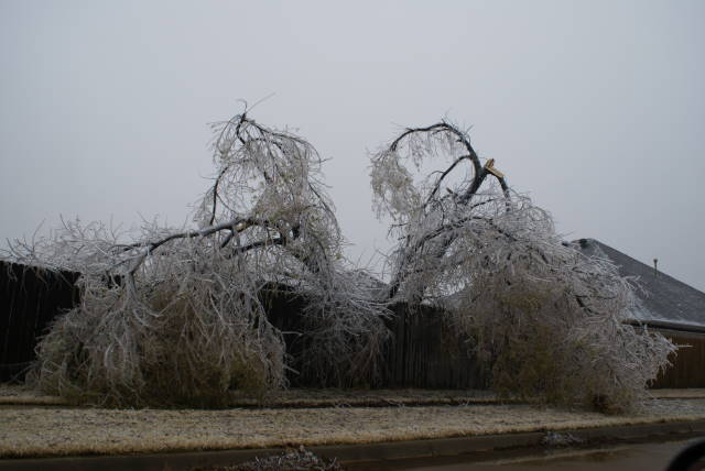 Ice Storm Photo