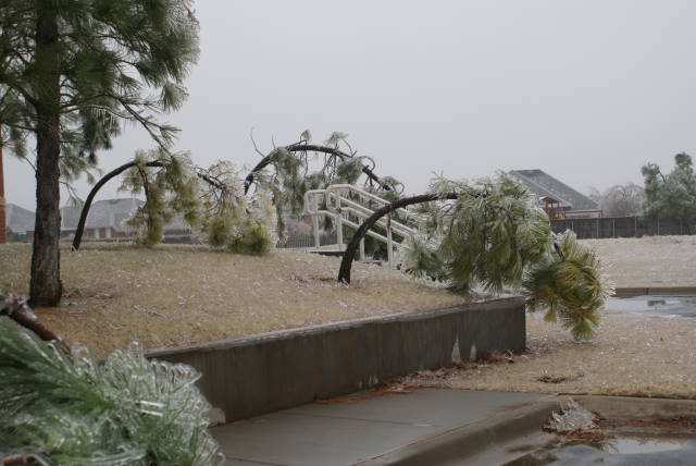 Ice Storm Photo