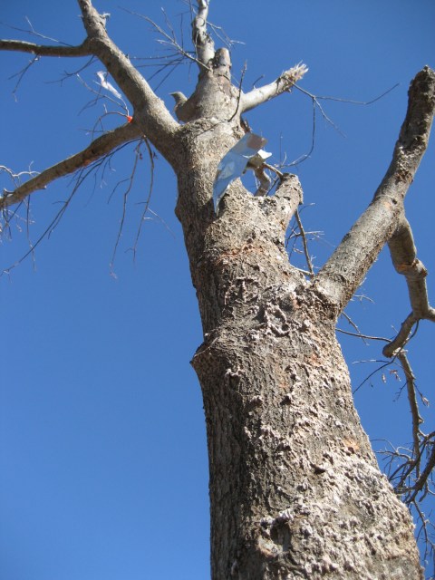 Central Oklahoma Tornado Damage Photo