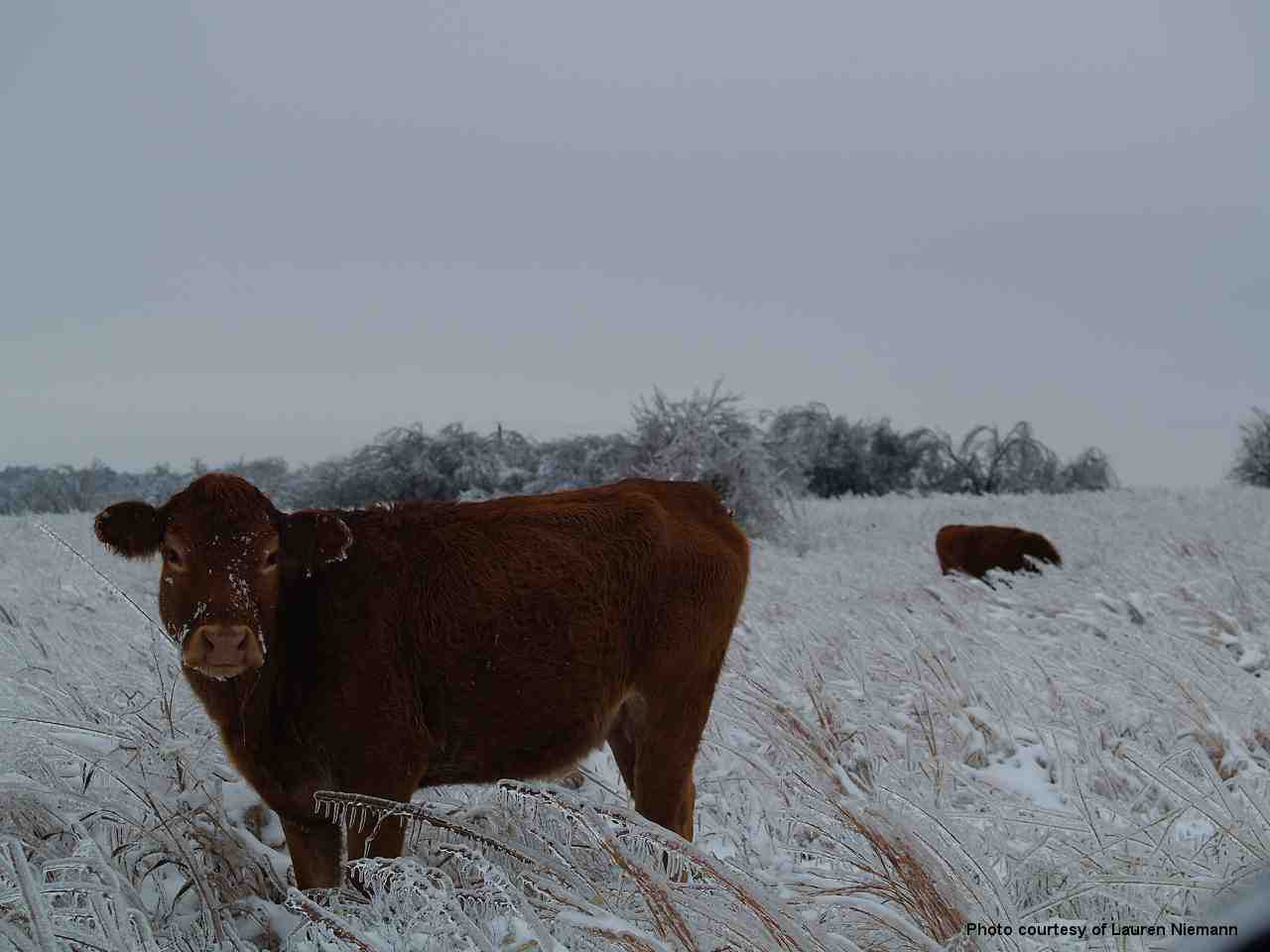 Winter Weather Photo