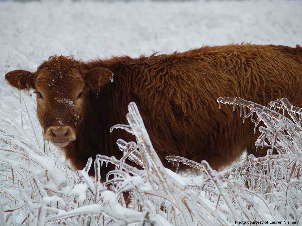 Winter Weather Photo