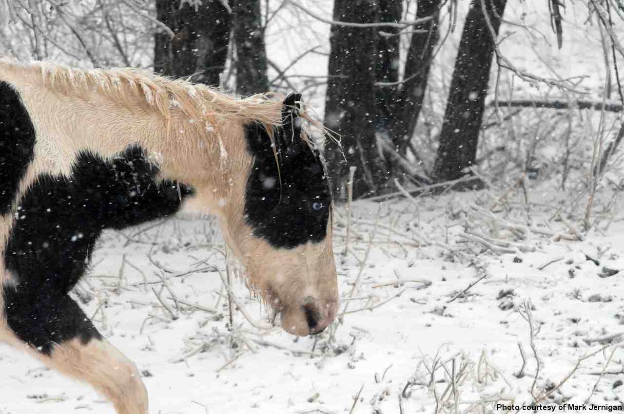 Winter Weather Photo