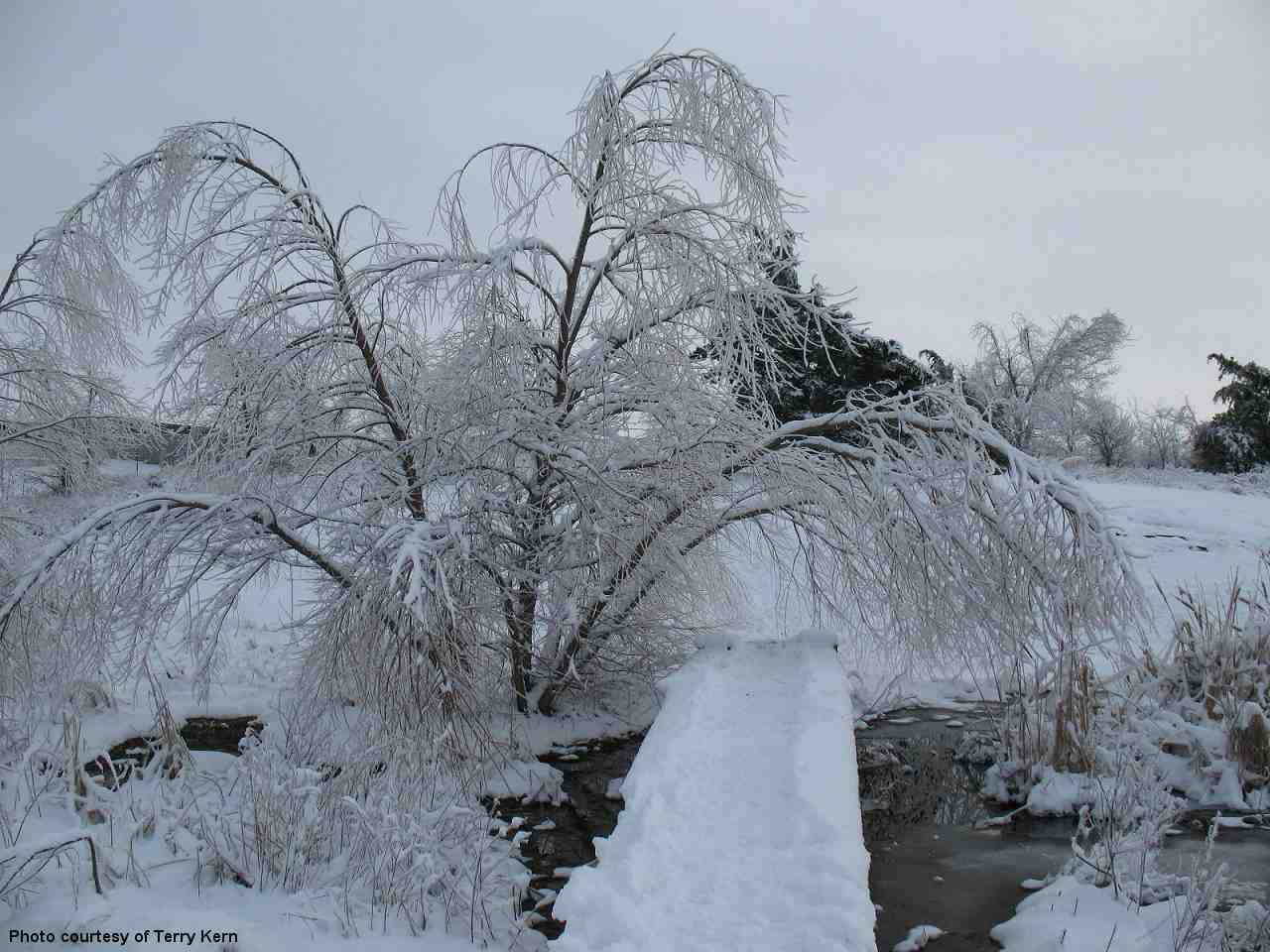 Winter Weather Photo