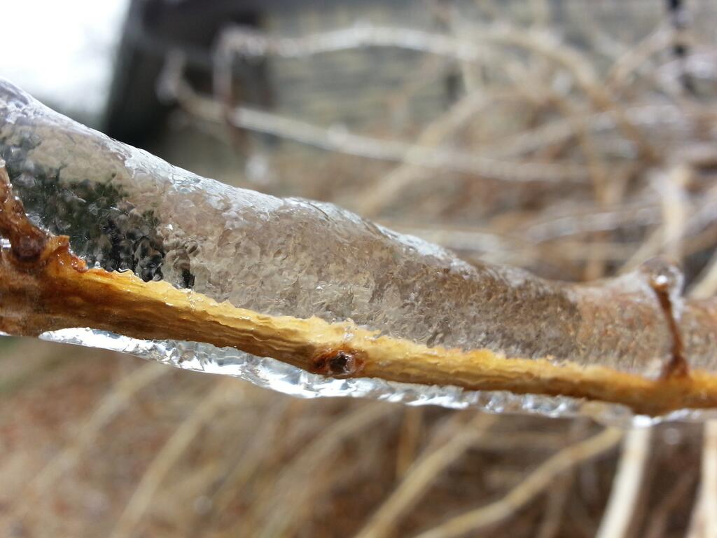 Ice Accumulation Photo for the December 20-22, 2013 Winter Storm