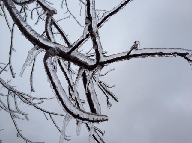 Ice Accumulation Photo for the December 20-22, 2013 Winter Storm