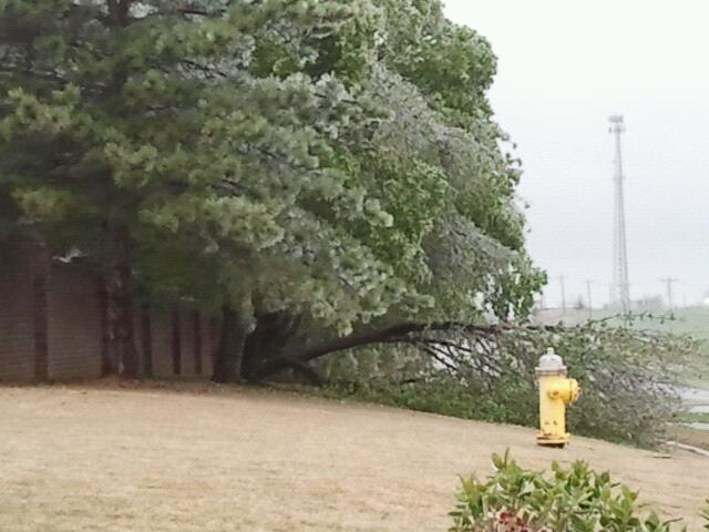 A late-season ice storm downs tree branches in Yukon on April 10. Photo courtesy Michael Burke.