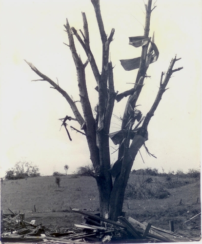 Damaged tree