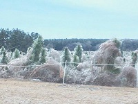 A thick coating of ice coasts trees and bushes in Enterprise, AL. Photo courtesy of the WTVY Facebook page.