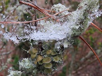 Sleet accumulates in a spider web in Lake Tallavana. Photo courtesy of ABC-27.