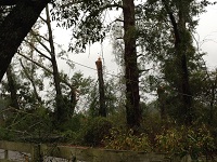 A tree snapped by severe thunderstorm wind gusts near Lee in Madison County, FL on November 17, 2014.