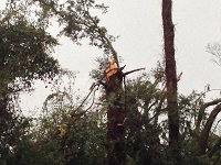 A tree snapped by severe thunderstorm wind gusts near Lee in Madison County, FL on November 17, 2014.