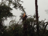 A tree snapped by severe thunderstorm wind gusts near Lee in Madison County, FL on November 17, 2014.