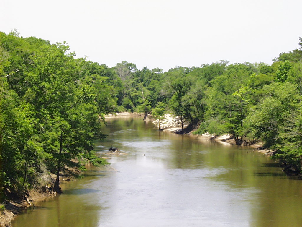 An upstream view of the Pea River in Geneva, Al.  We have a wire weight gauge there that is read by the police department every morning.