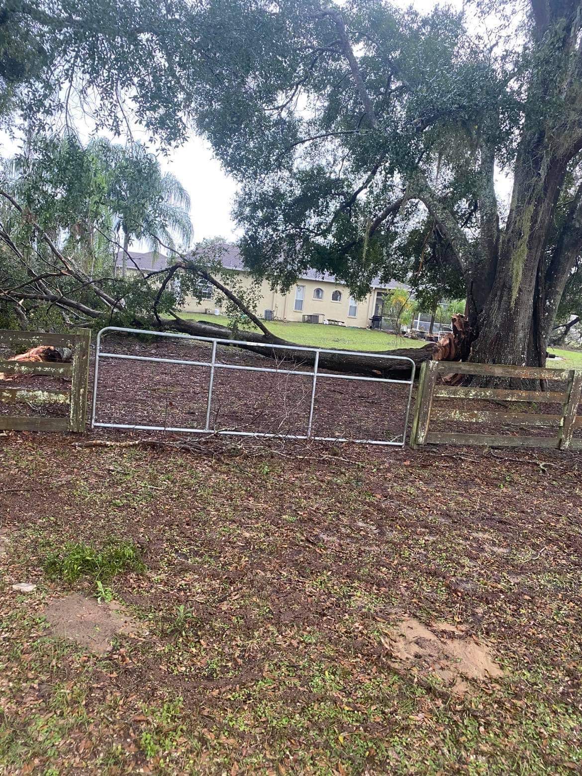 Picture of fallen tree