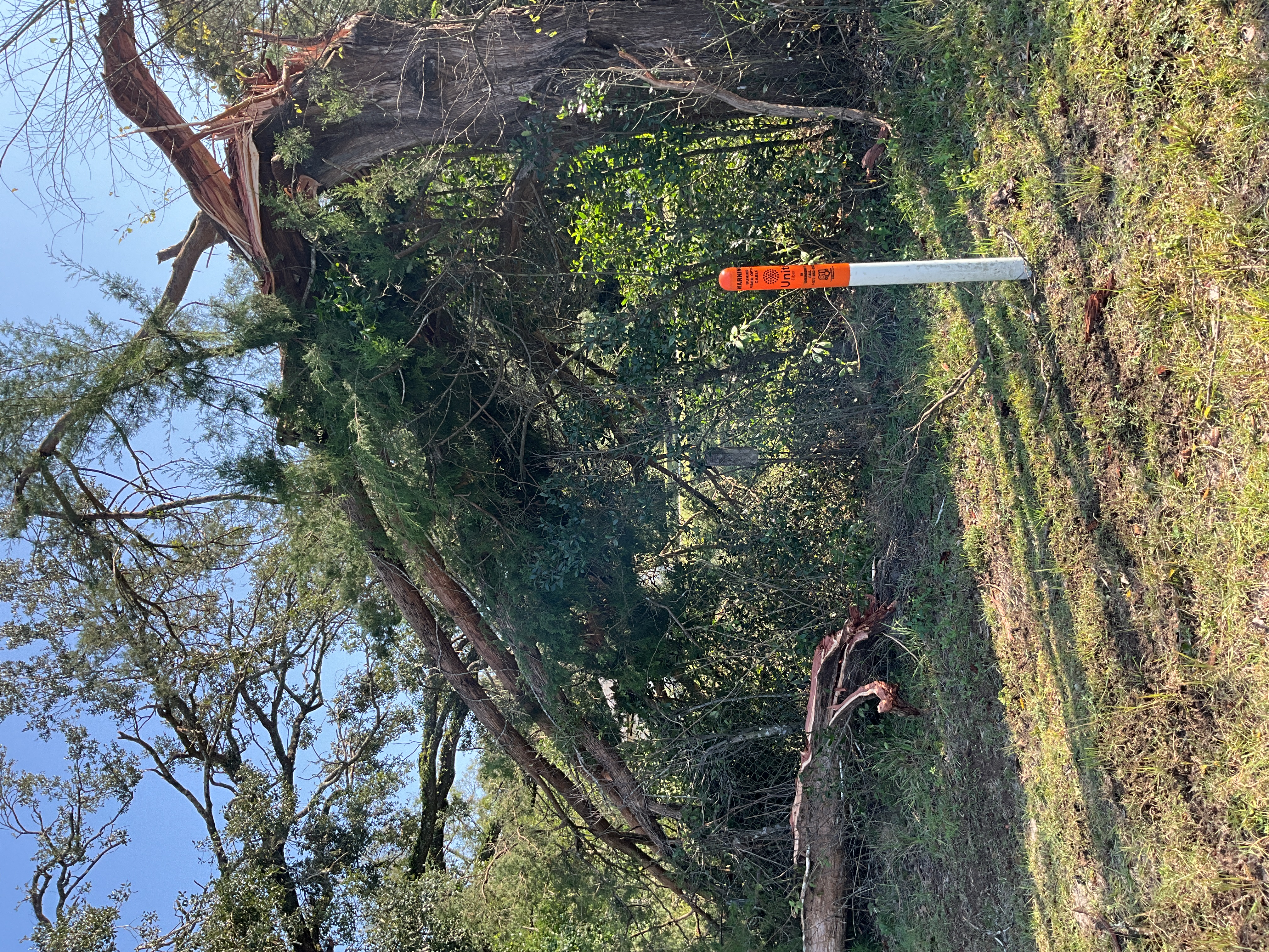 Picture of snapped tree