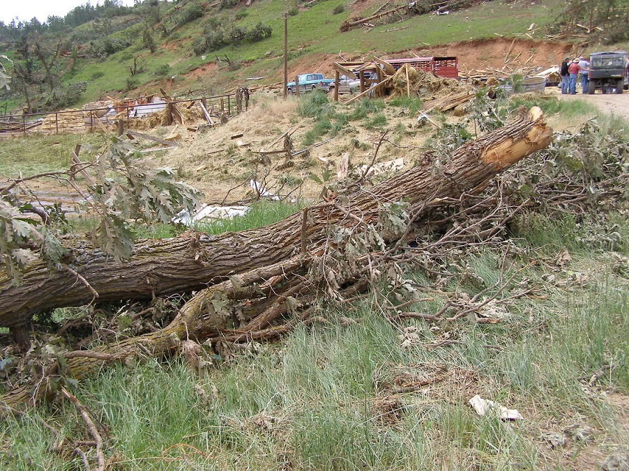 Large oak tree felled by tornado