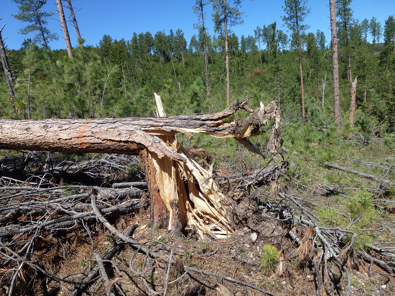 Trees down a few miles north of Silver City