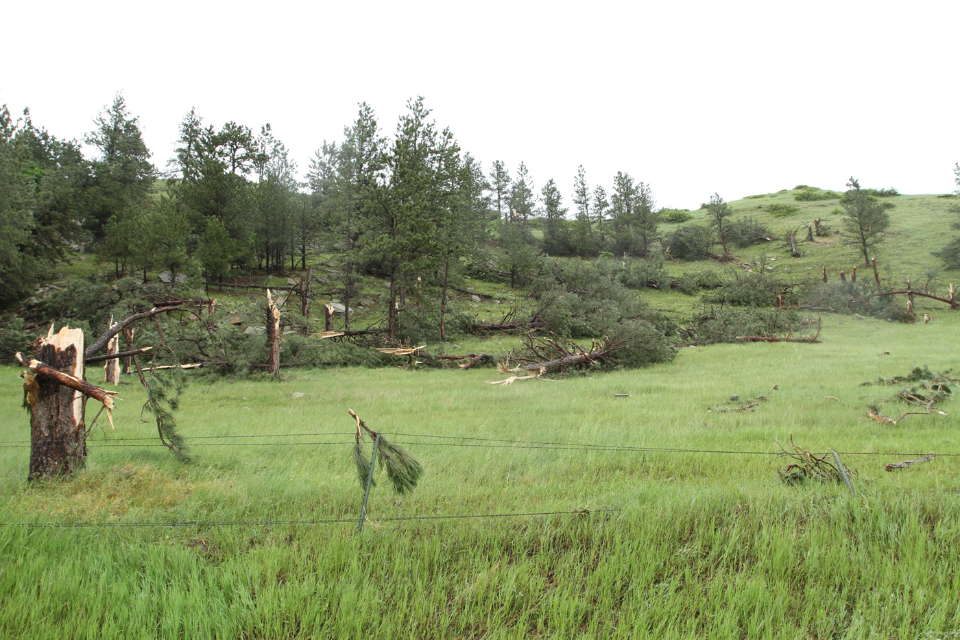 Tree damage north of Alva