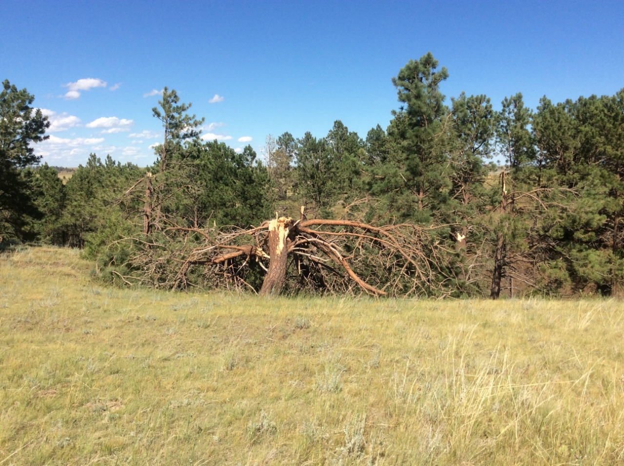 Trees snapped near Corral Road