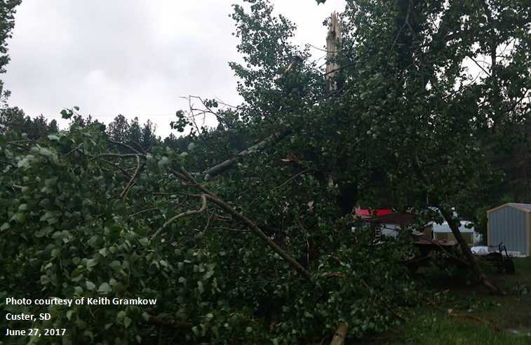 Tree damage in Custer