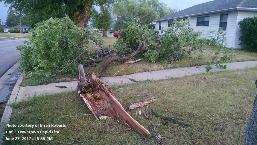 Downed tree 1 E Downtown Rapid City