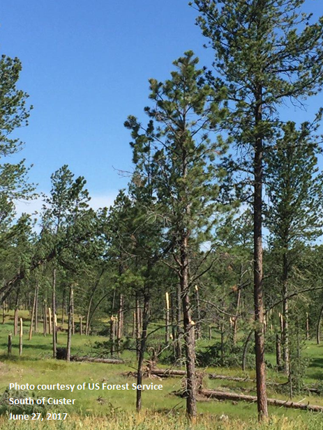 South of Custer