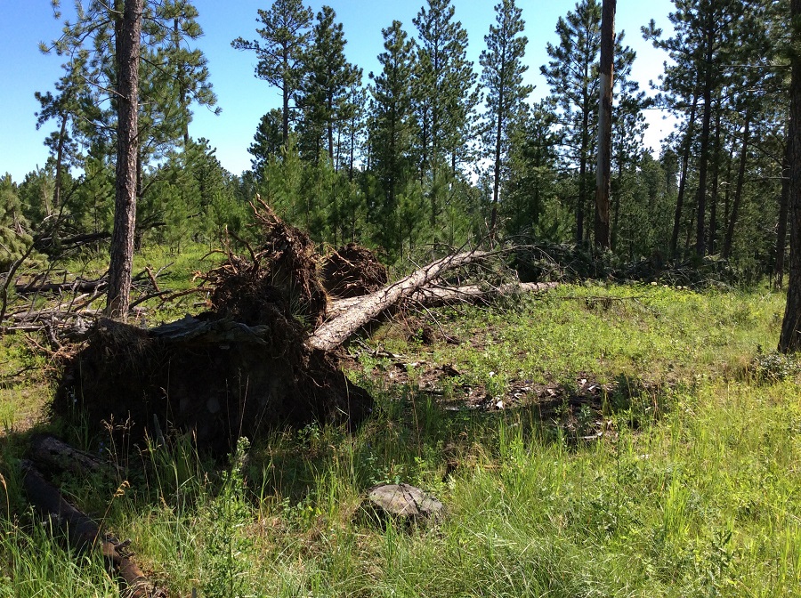 Damage photo from NWS storm survey