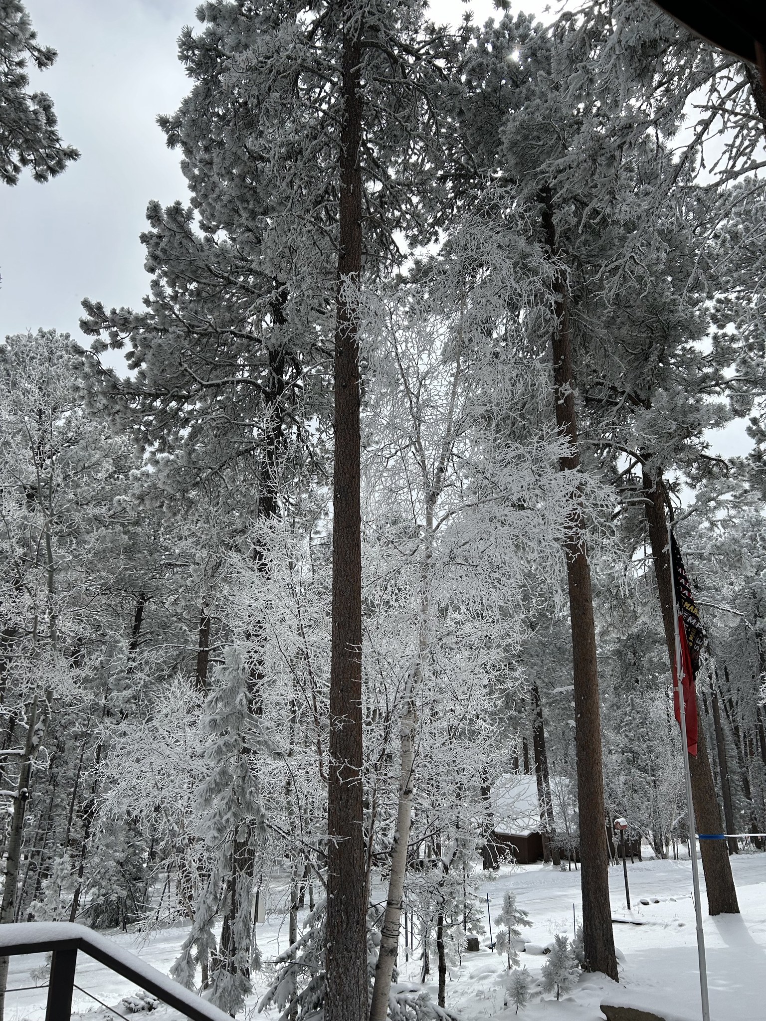 Snow-covered trees